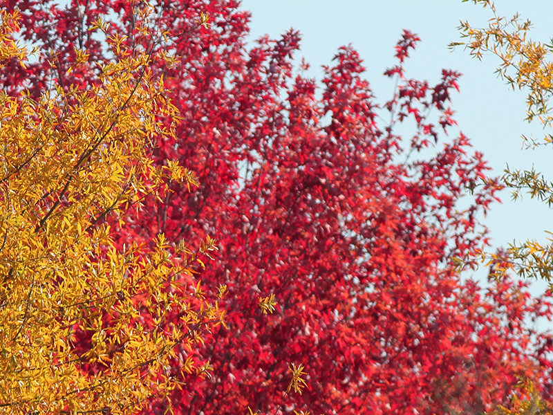 Many red colors in this pattern