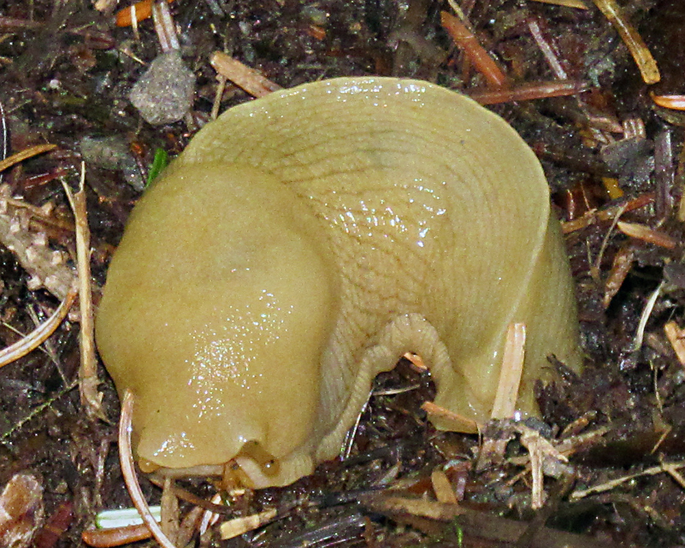 A banana-colored slug is curled up on the forest floor