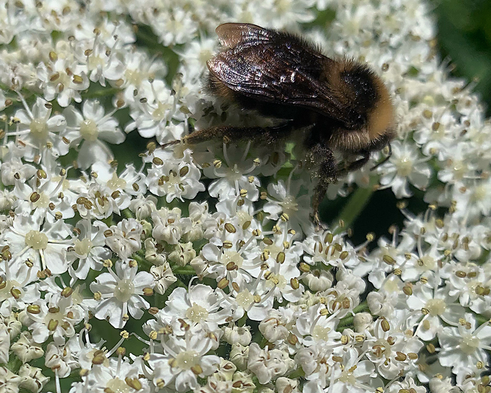 Bumble Bee on cluster of white flowers