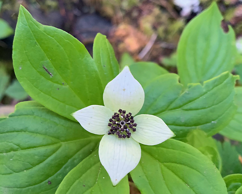 White flower with four petals and big oblong green smooth-edged leaves