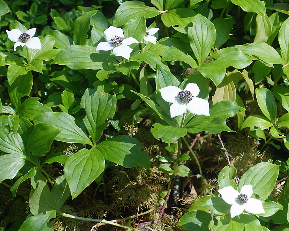 Bunchberry with four bright white petals against the green leaves