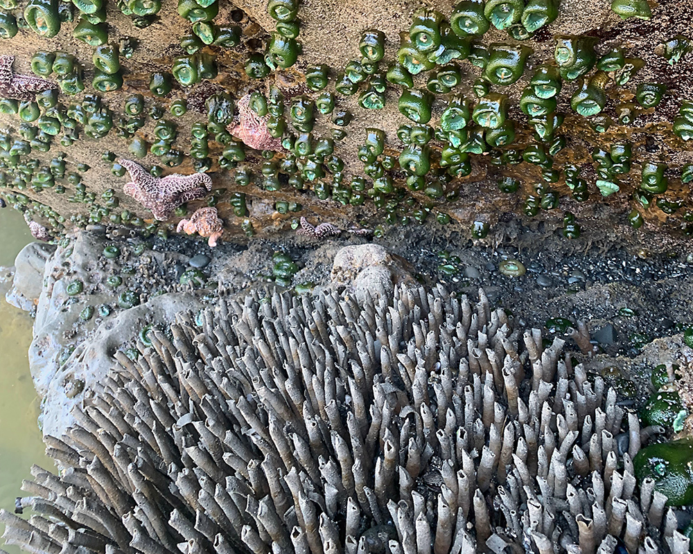 Tube worm colony under sea anemone and sea stars