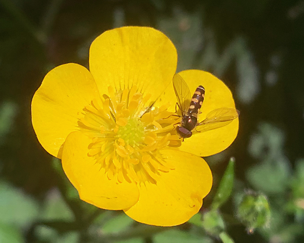 Bright Yellow flower like a buttercup with a fly that looks like a sweat bee on it