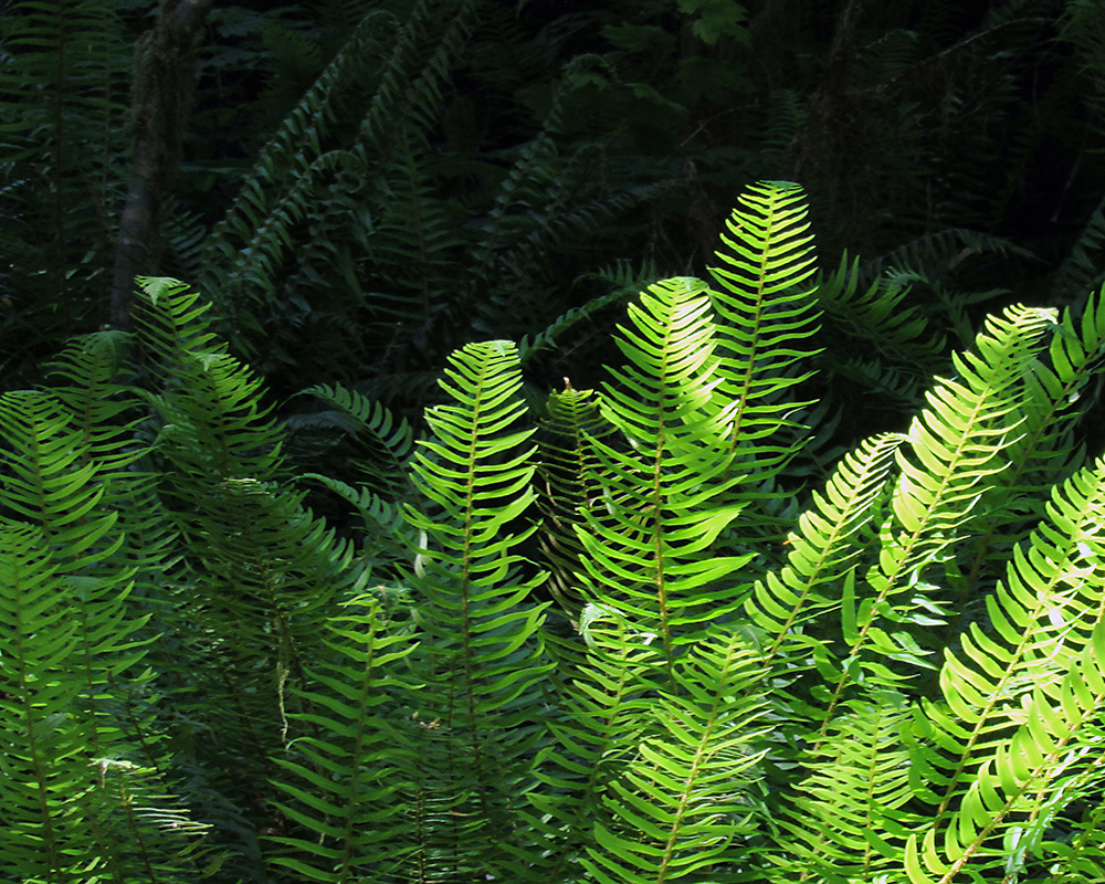 Ferns with sunlight on them, and dark shaded ferns behind.