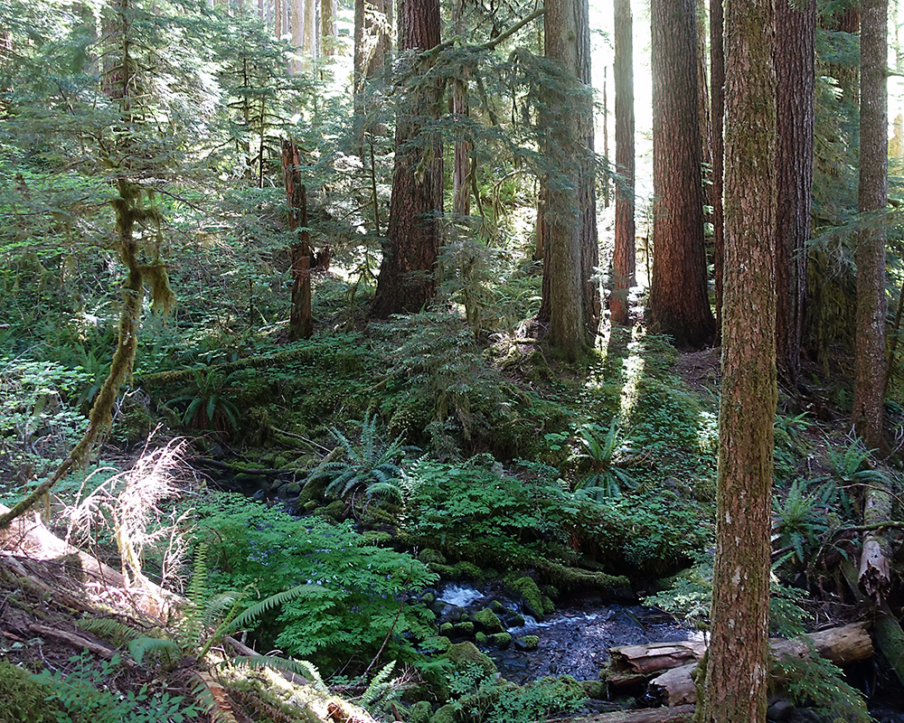 Forest with a stream