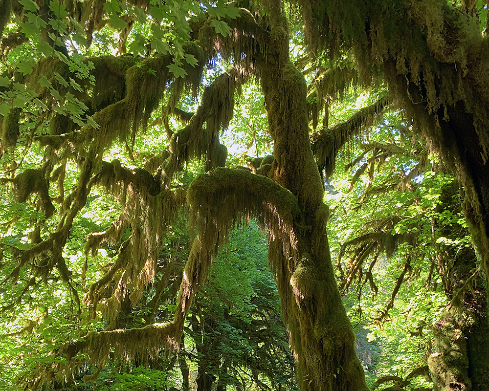 Goatsbeard Moss on Maple Tree