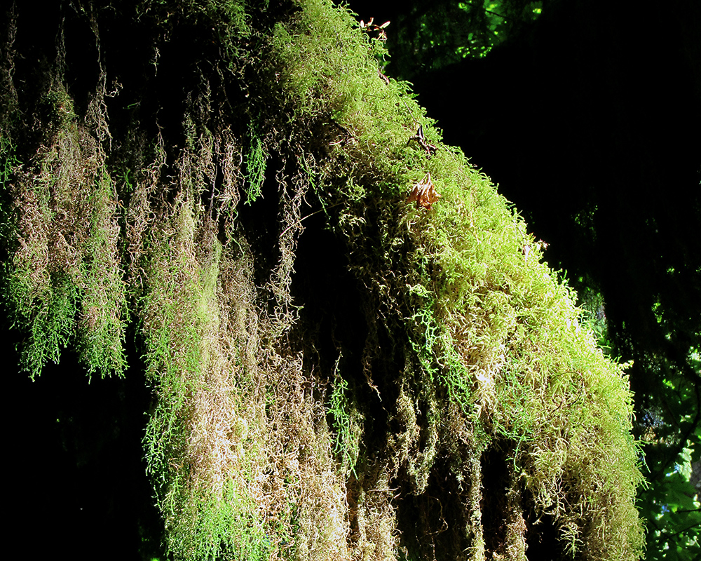 beard lichen hangs in the sun.