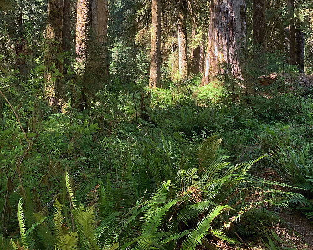 Ferns on the ground, and large trees with moss.