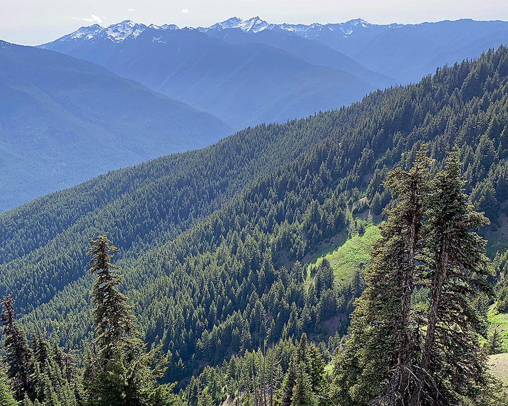 Views from Hurricane Ridge