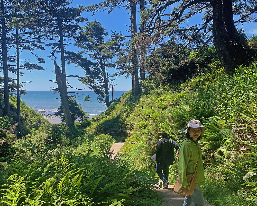 Trail down to the ocean through a forest