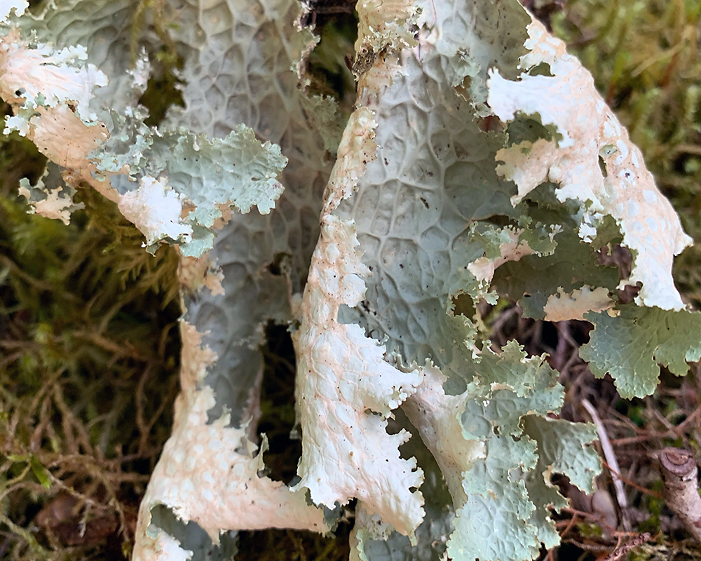 A scene in the Newberry Volcanic Park south of Bend in Oregon