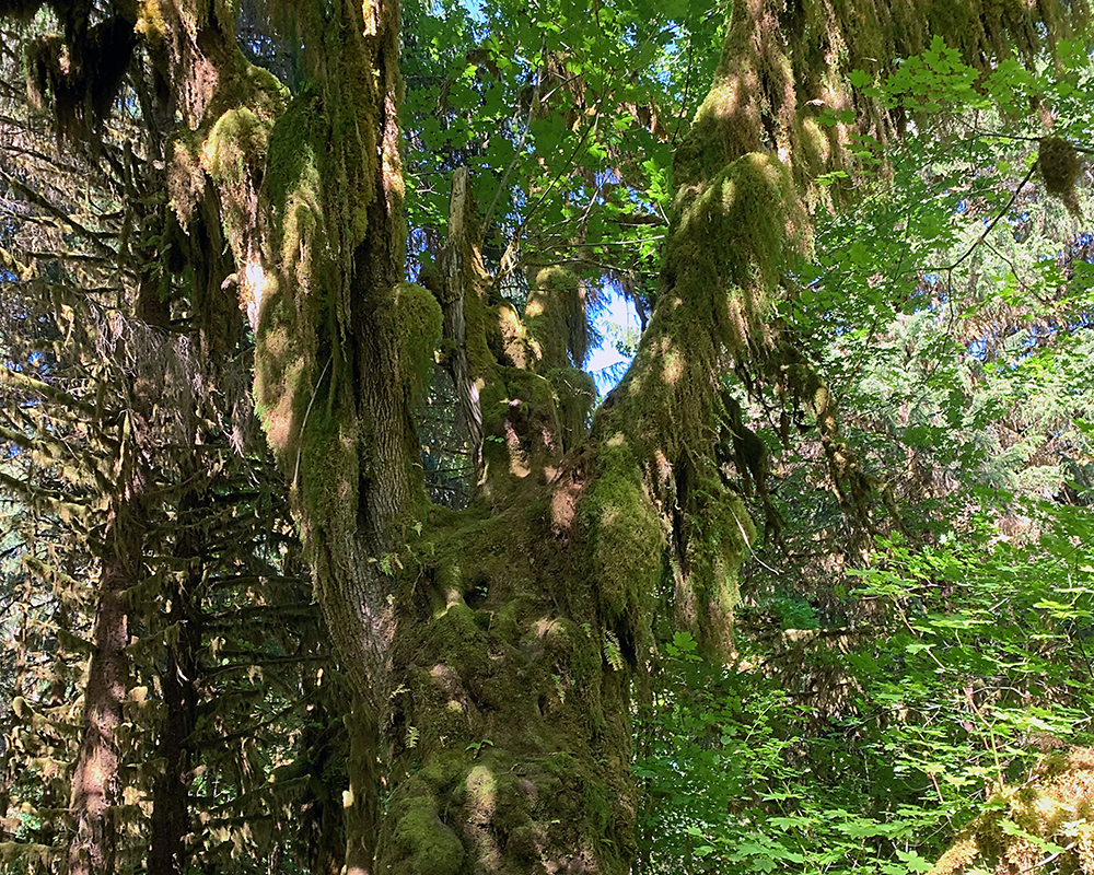 Maple Tree covered with moss and lichen with limbs like outstretched arms.
