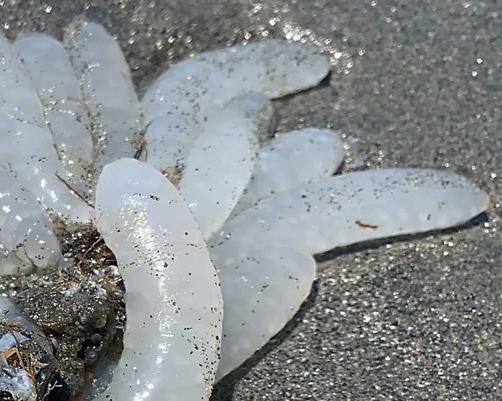 Squid eggs on beach in Olympic National Park