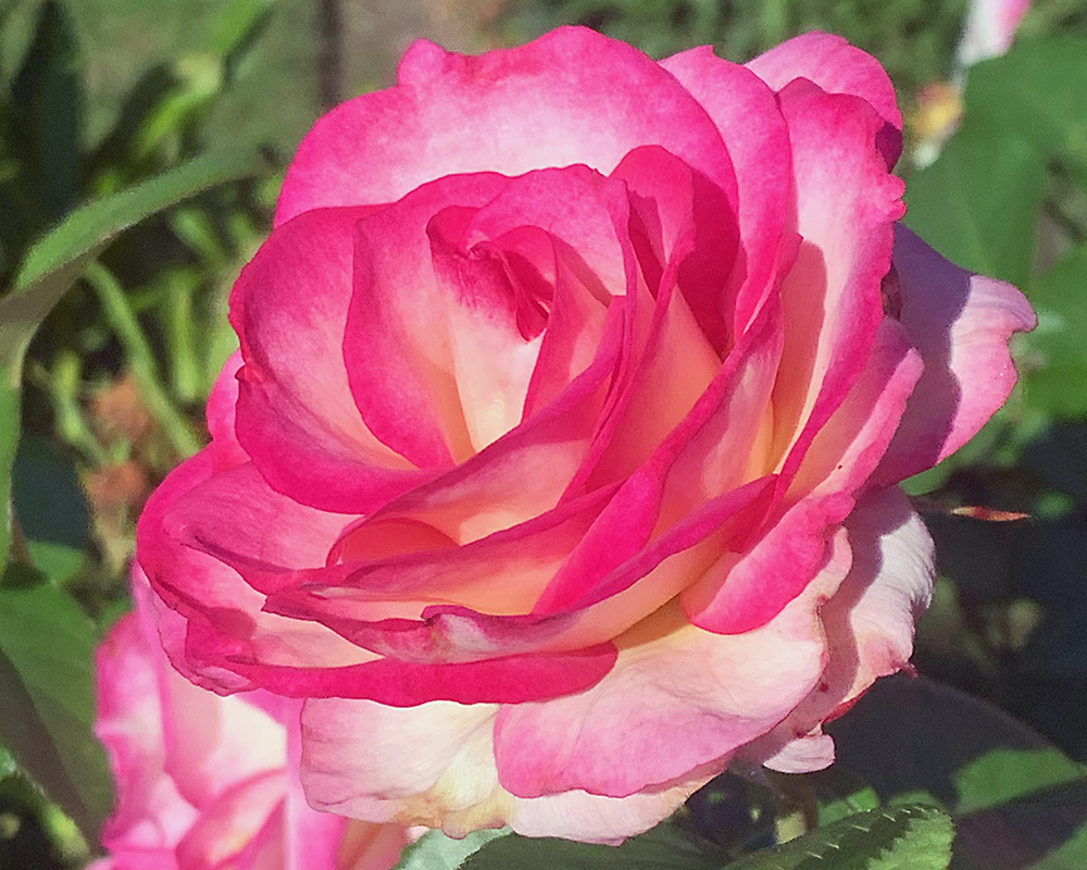 Close up detail of a white-pink-red rose