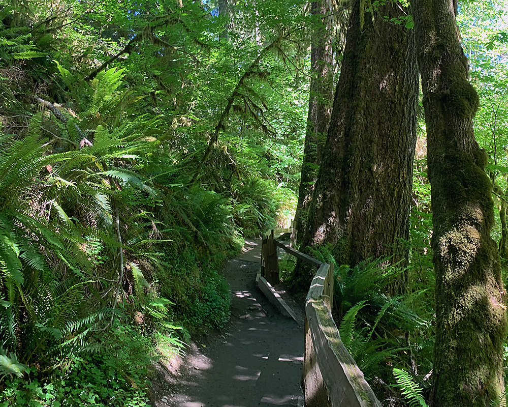 A trail along a slope with moss and ferns on the slope.