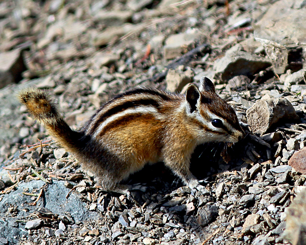 A cute Olympic Chipmunk with black, white, and brown spots poses on rocks 