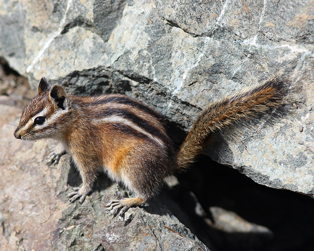 A cute Olympic Chipmunk with black, white, and brown spots poses on rocks 