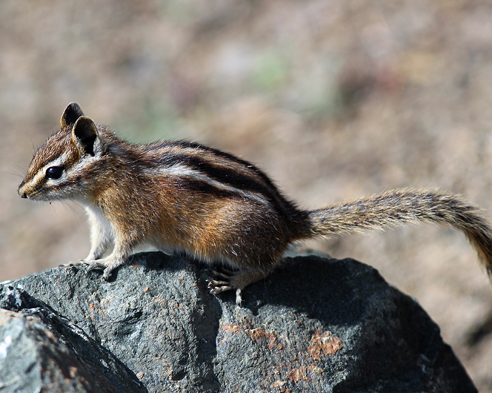 A cute Olympic Chipmunk with black, white, and brown spots poses on rocks 