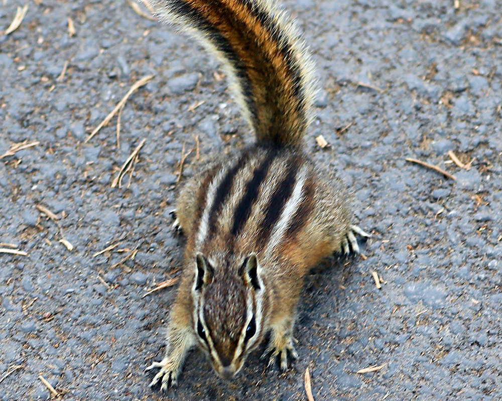 A cute Olympic Chipmunk with black, white, and brown spots poses on rocks 