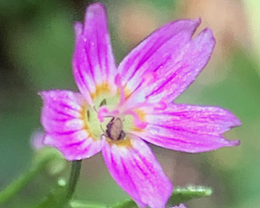 Small five-petal pink flower with white and pink stripes