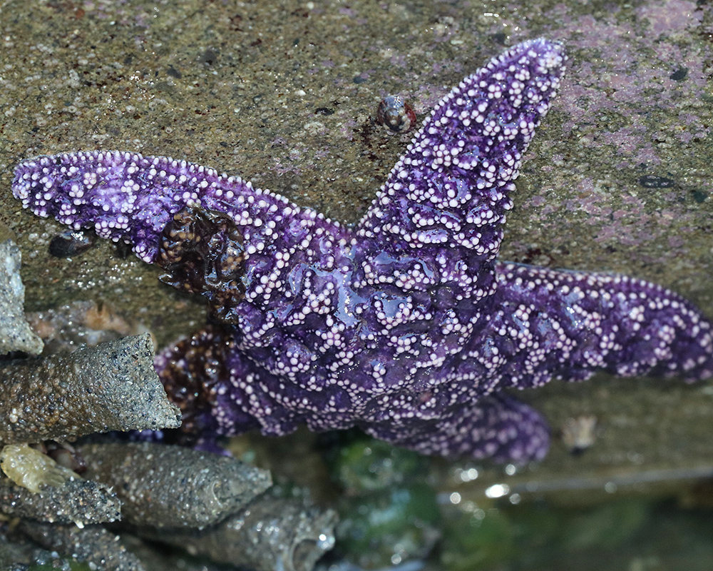Purple Sea Star up close