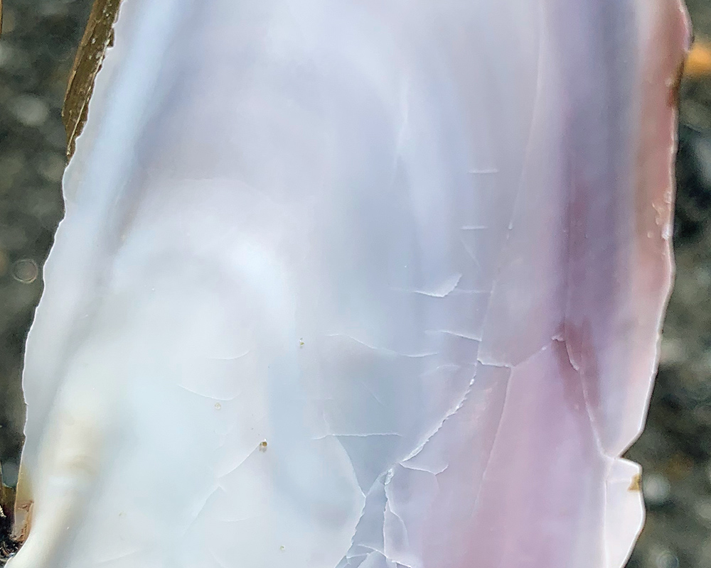 Shades of pale blue and purple on the smooth interior of a razor clam shell