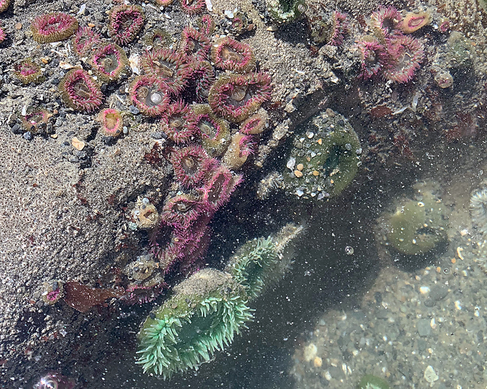 sea anemones, some green and some pink, in a tide pool
