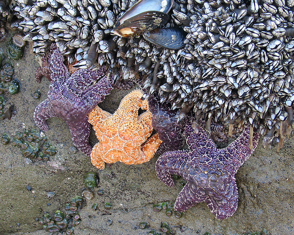 Ochre Sea Stars and Gooseneck Barnacles