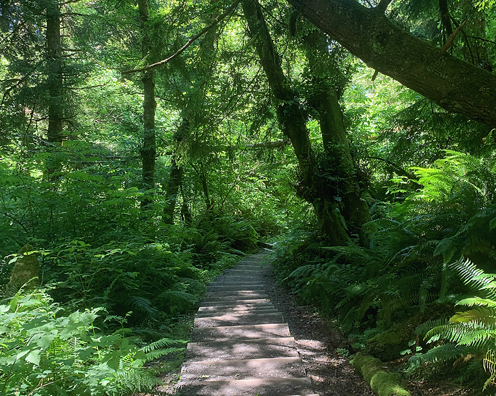 Steps leading down through the forest