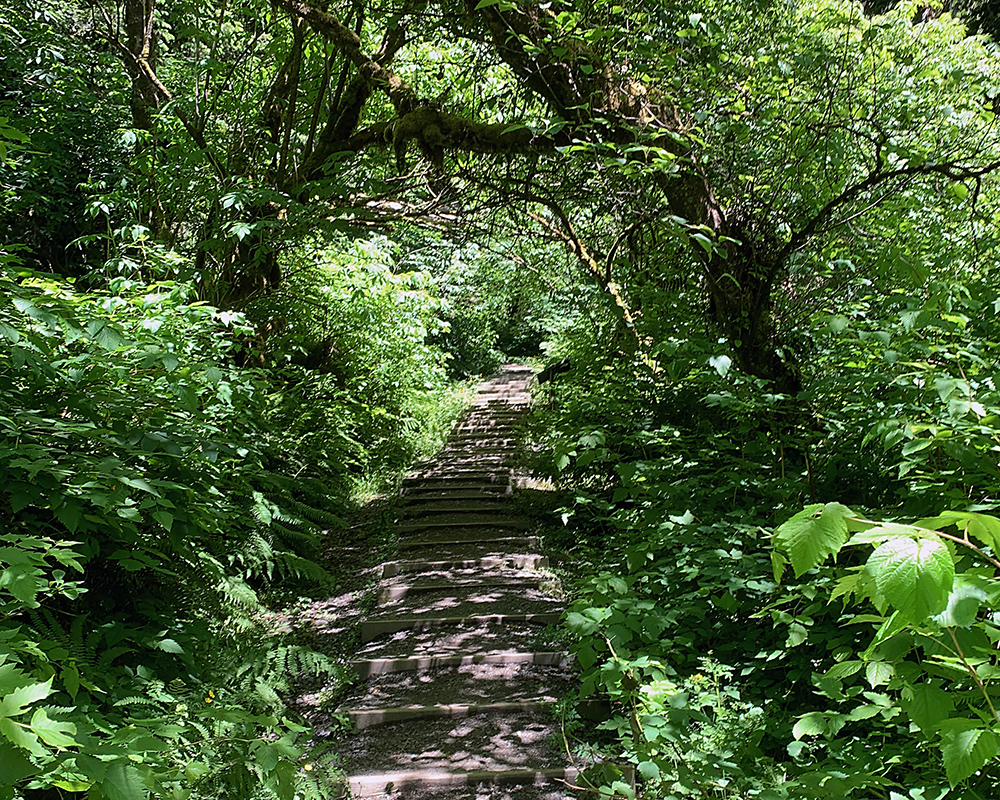 Trail with steps ascending through dappled sunlight in forest