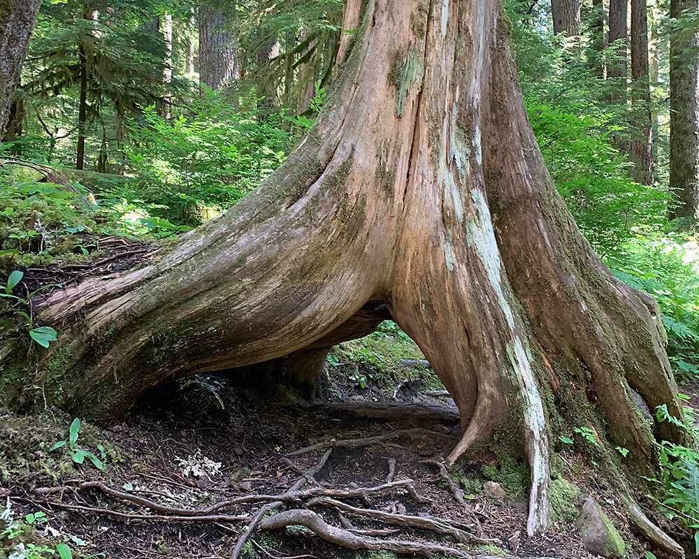 A scene in the Newberry Volcanic Park south of Bend in Oregon