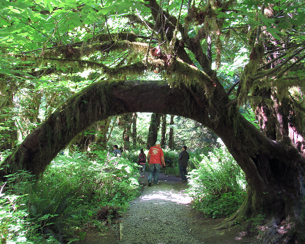 Tree arches over the trail.