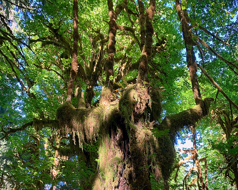 Tree with many young trees growing out of a snag.