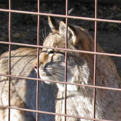 Lynx in Miller Park Zoo
