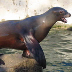 Sea Lion in Bloomington, Illinois