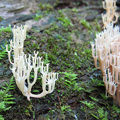 Wildcat Den Candelabra Fungus called Crowned-tipped coral