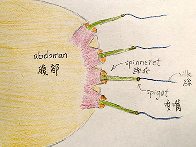 diagram showing the shape and appearance of spider spinnerets and spigots