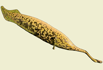 A tully monster