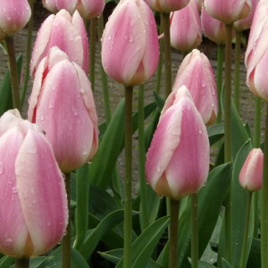 Darwin Hybrid Tulip - Apricot Delight