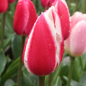 Triumph Tulip - Candy Apple Delight