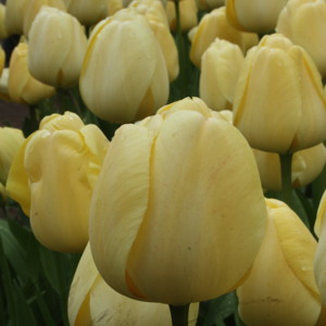 Darwin Hybrid Tulip - Jaap Groot