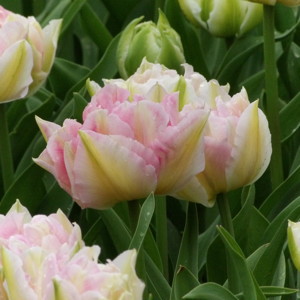 Double Late Tulip - Bastia