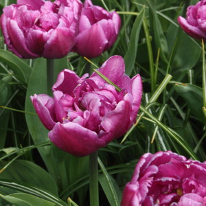 Double Late Tulip - Double Flag