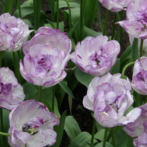 Double late tulip - double shirley