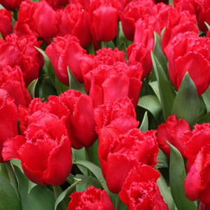 Fringed Tulip - burgundy Lace