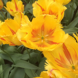 Fringed Tulip - Flamenco