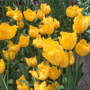 Fringed Tulip - Goldfish