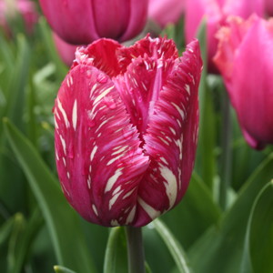 Fringed Tulip - Louvre