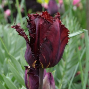 Fringed Tulip - Vincent Van Gogh