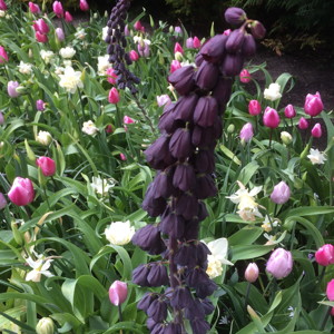 Fritillary Persica